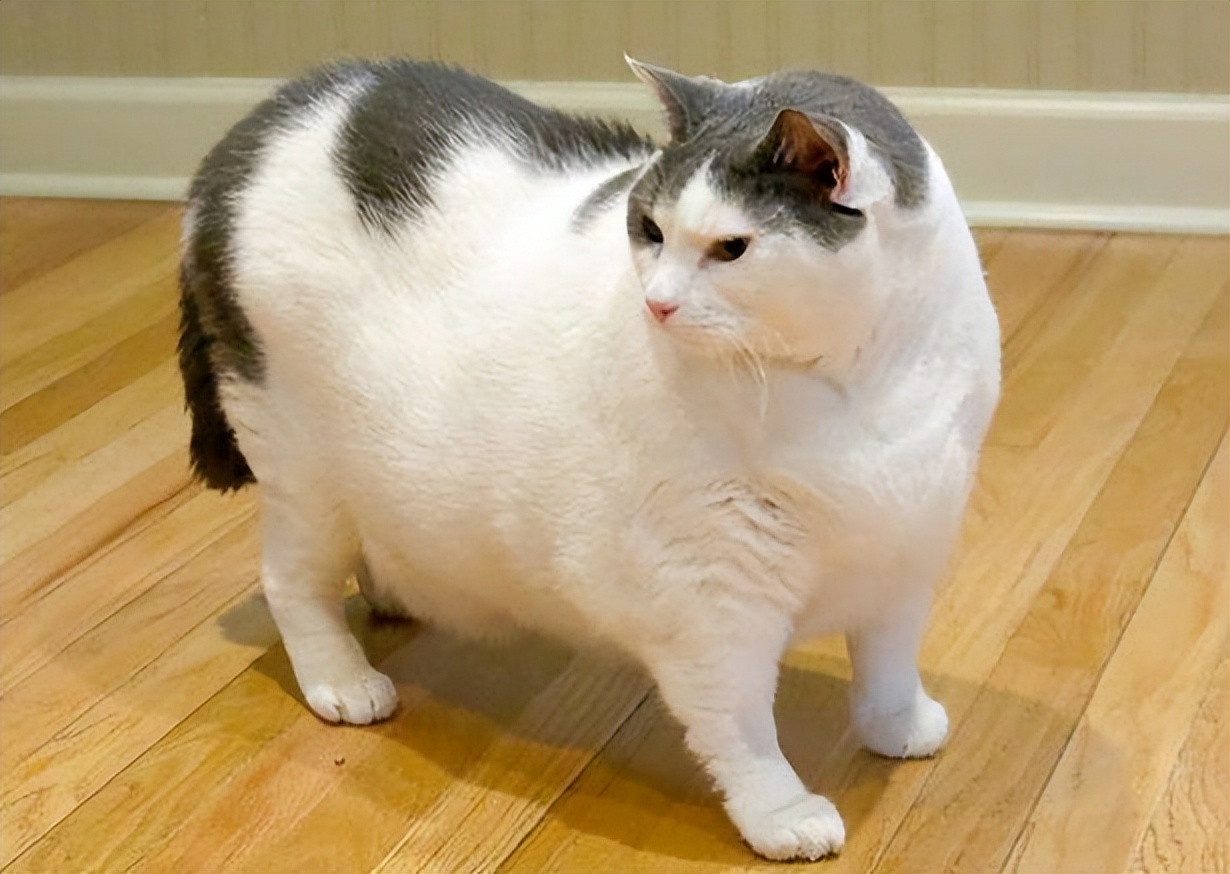 猫咪减肥神器,猫咪肥胖吃什么猫粮减肥