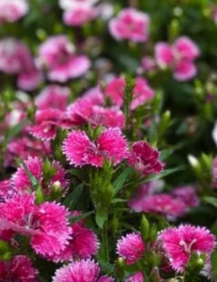 北方庭院常用花卉讲究,适合北方院子花卉哪些最好养