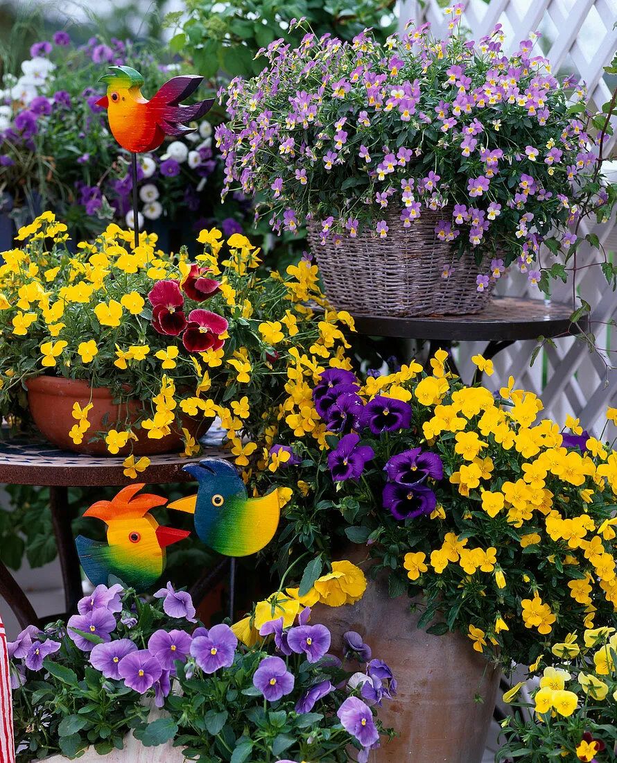 冬天在室内不怕冻的有哪些植物,冬季适合室内不怕冻的植物