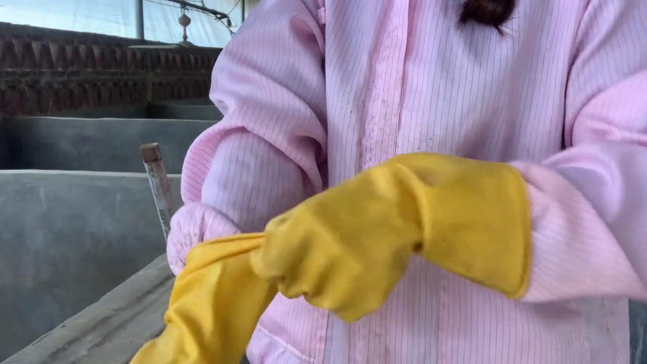 快产子的母猪怎么饲喂,母猪低温最好的处理方法