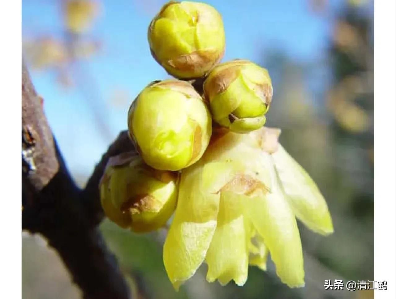 腊梅病虫害图片,腊梅病害