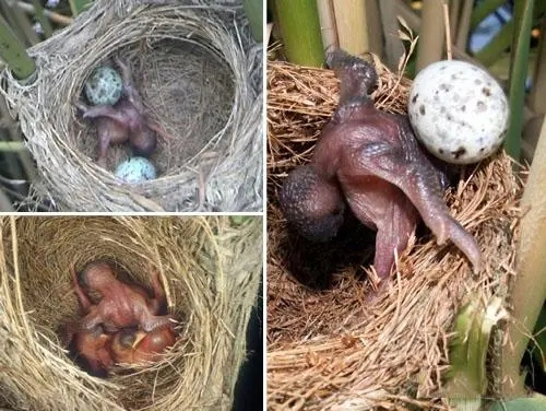 杜鹃鸟鸠占鹊巢是真实的吗,杜鹃鸟鸠占鹊巢同归于尽