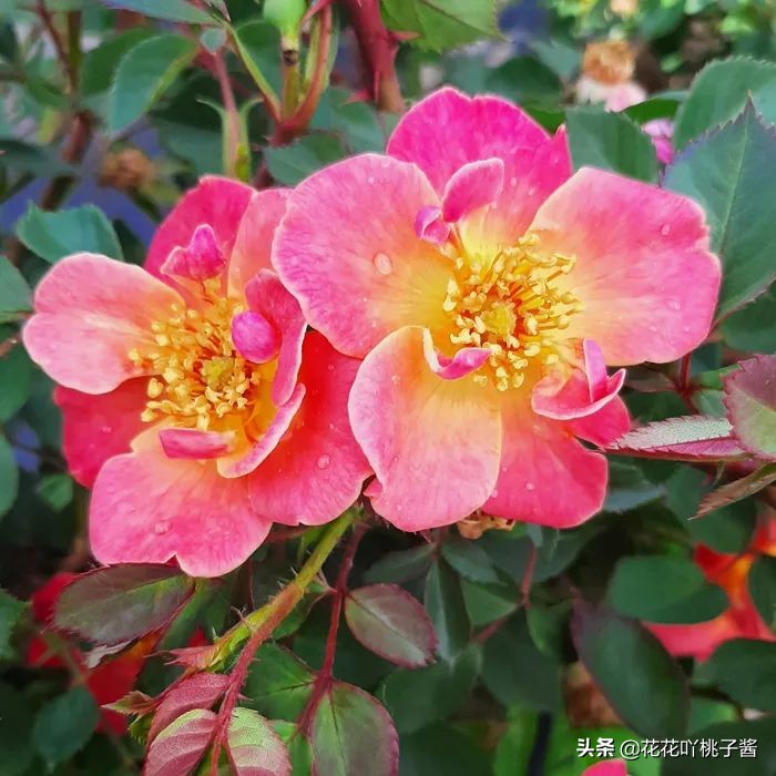 2019月季新品种金奖,超新品月季有哪些品种