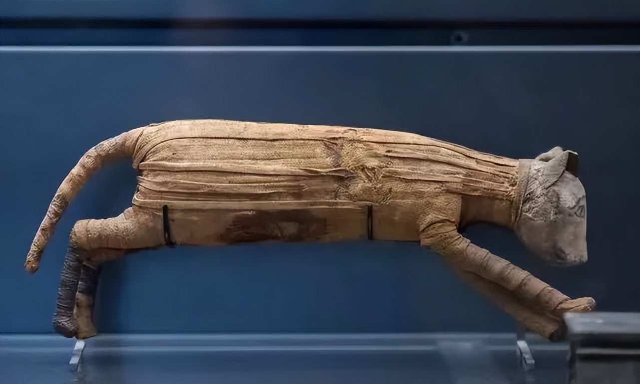 猫咪是从哪里诞生的,猫咪在我国的起源