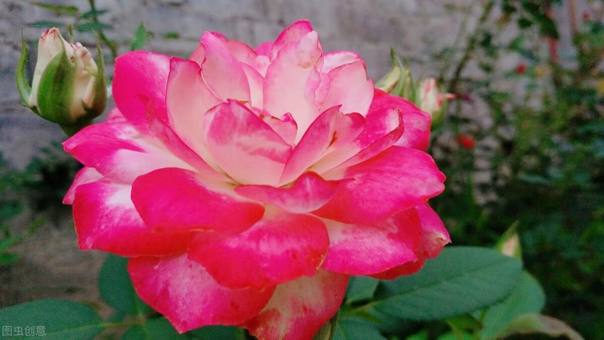 南洋红双喜花开富贵,红双喜双喜临门