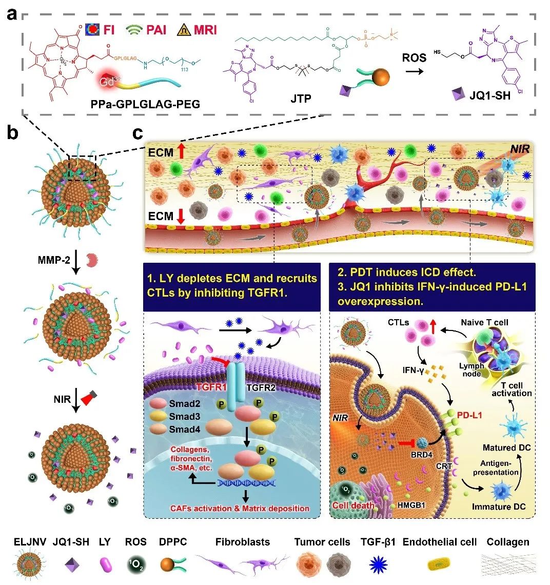 NatCommun|上海药物所发现克服肿瘤免疫耐受增强免疫疗效新方法