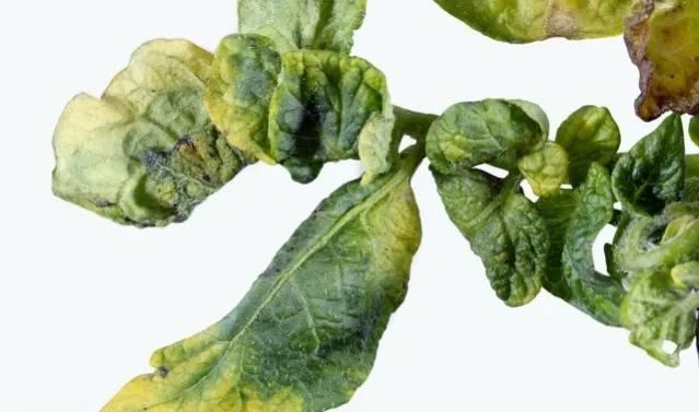 植物病毒病最新治疗方法,植物病毒病有哪些