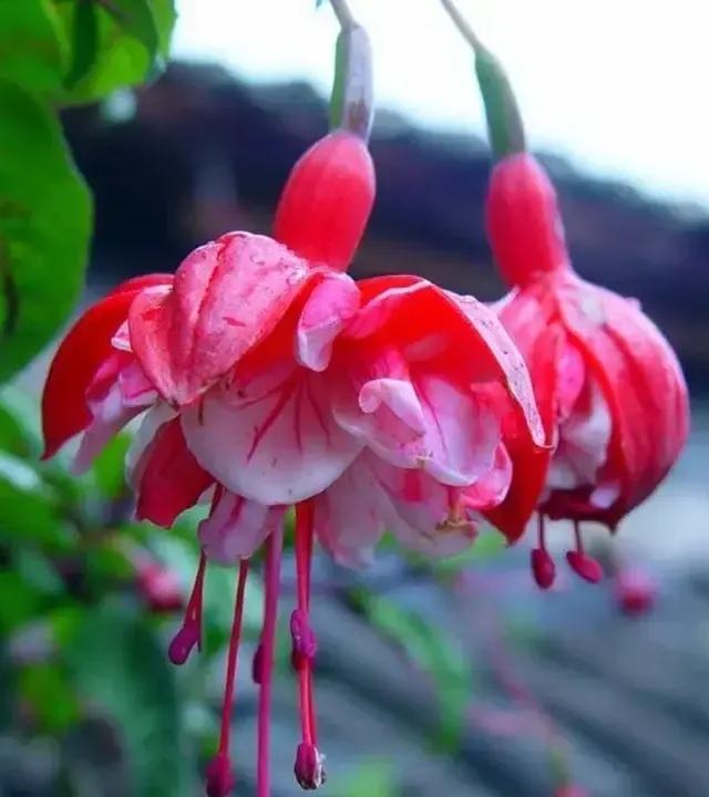 倒挂金钟花图片大赏,开单放鞭炮庆祝图片图文