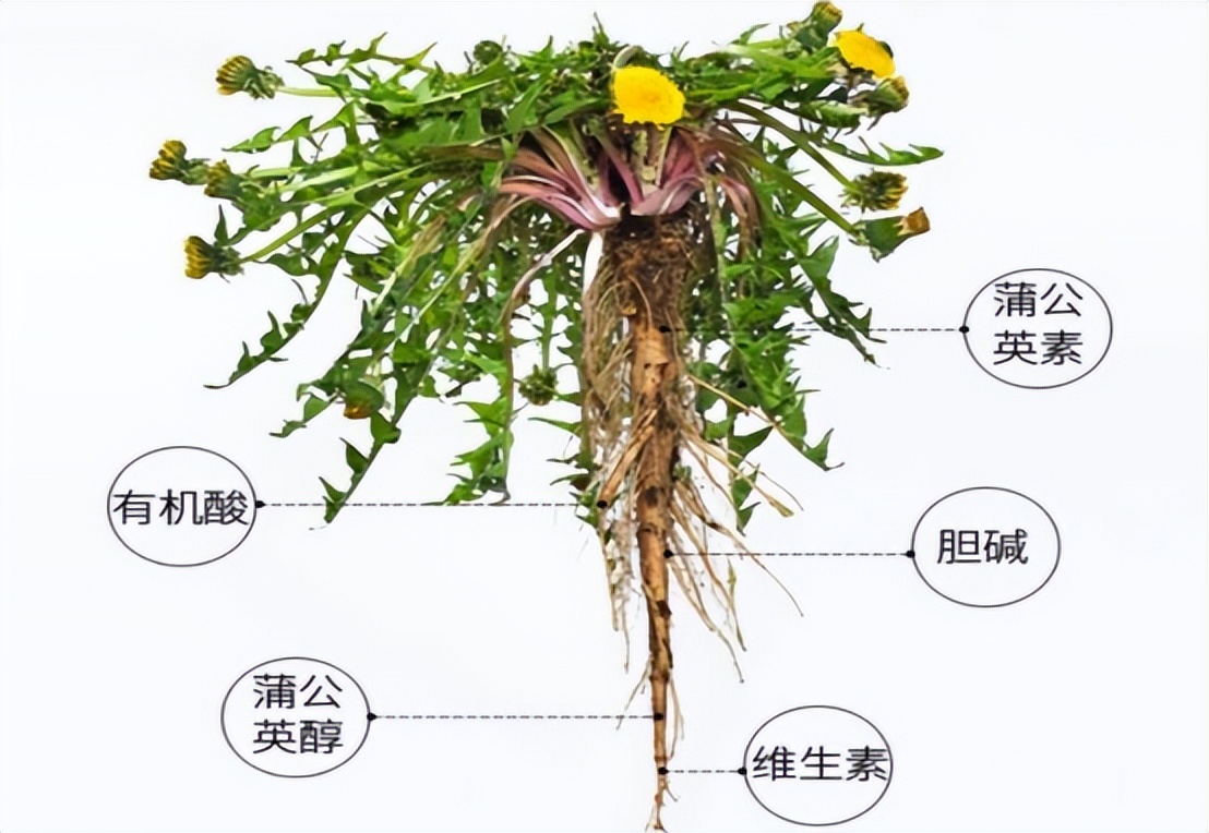蒲公英会降血糖吗,蒲公英车前草的抗癌功效与作用