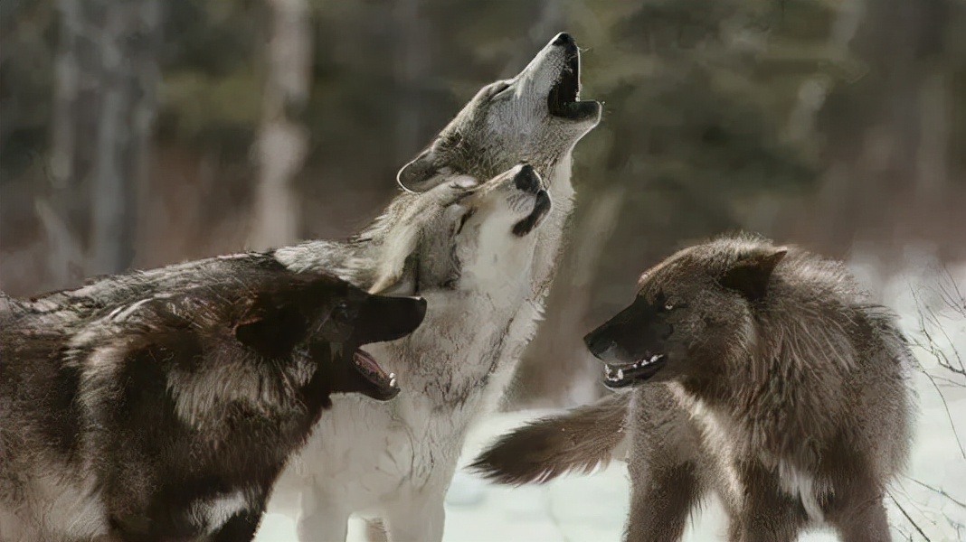 狼和狗是同一种动物,狼和狗是同一物种