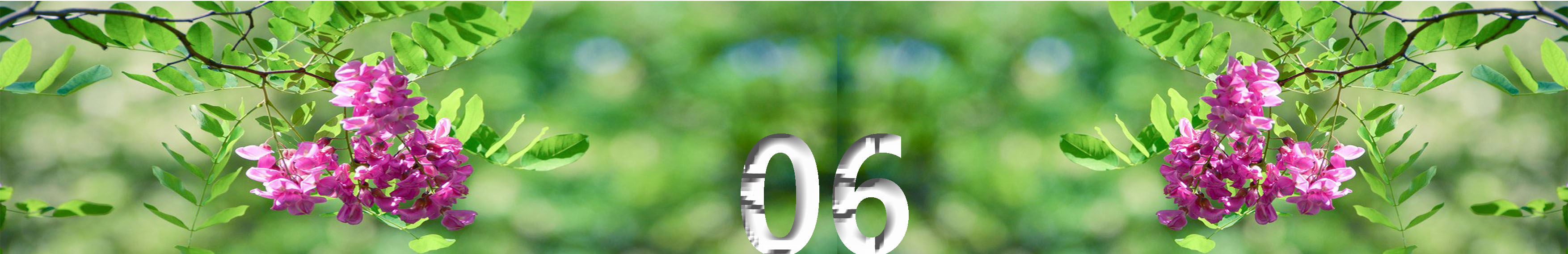 写槐花美的诗句,描写槐花清新淡雅香气四溢的诗句