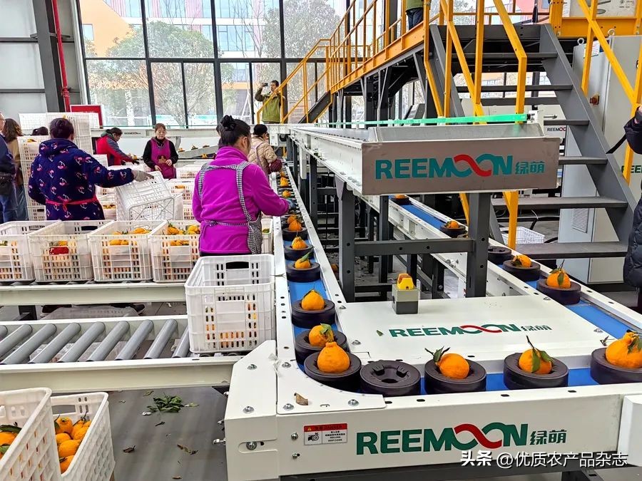 眉山春橘为什么行？