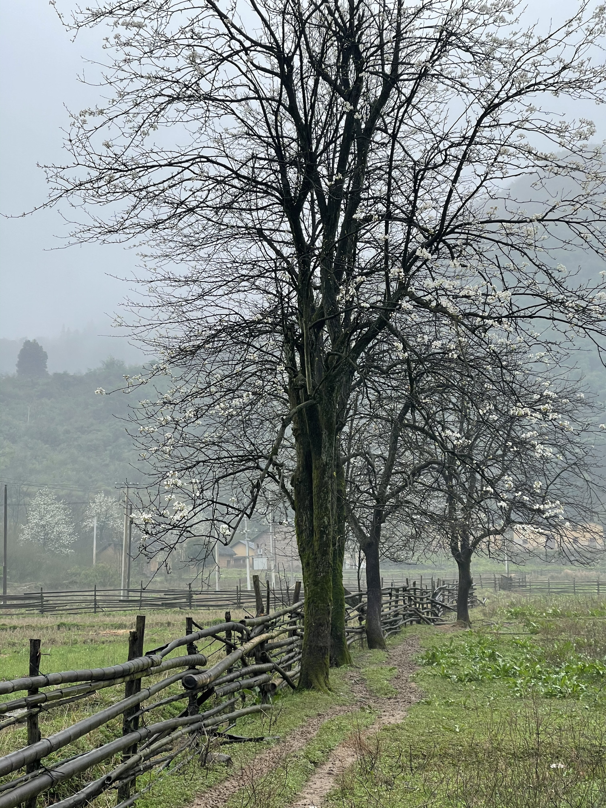 和平村，向往田园牧歌的乡间生活