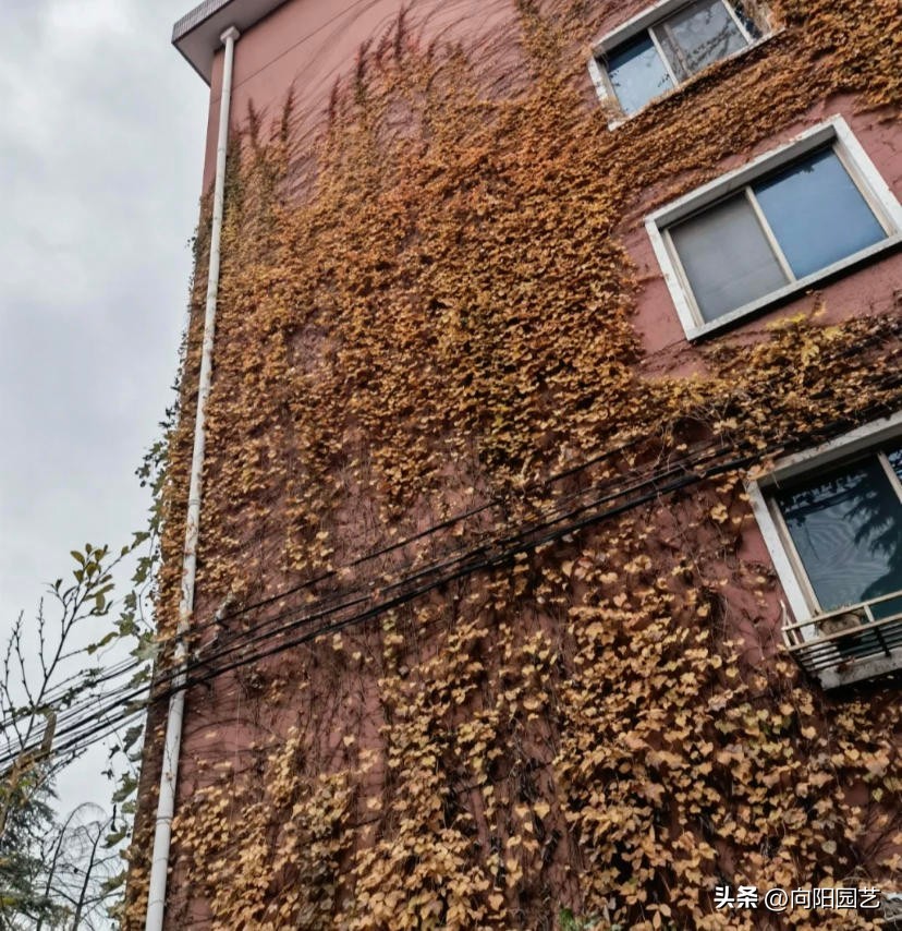 农村见到这2种花，一定要铲除，招蛇虫蚊蚁，严重破坏墙皮