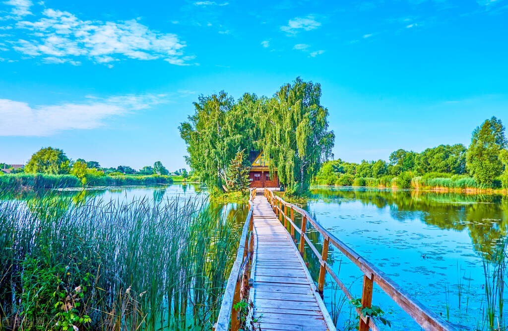 赞美柳树诗句古诗大全,春风杨柳唯美古诗