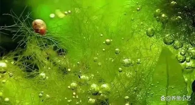 鱼缸里面长水藻怎么办,鱼缸里有水藻怎么处理