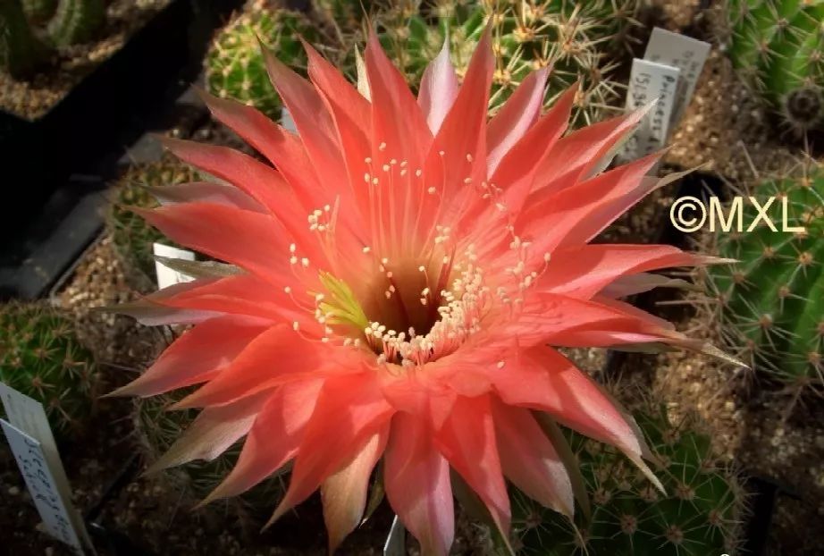 200种·仙人球开花图鉴，大开眼界，美到爆