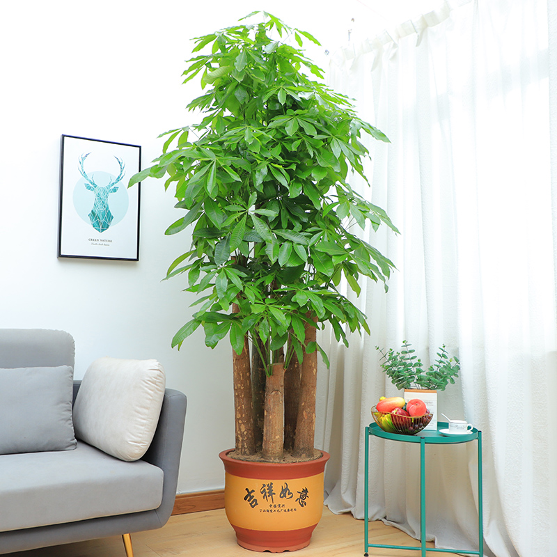 客厅养树十有九富,客厅十大吉祥树排名