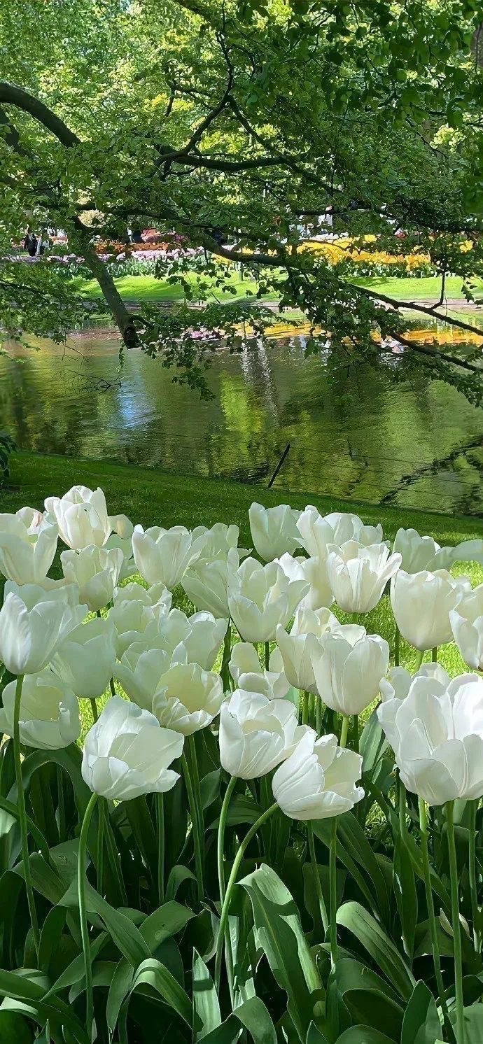 怎么会不喜欢綠色壁纸呢