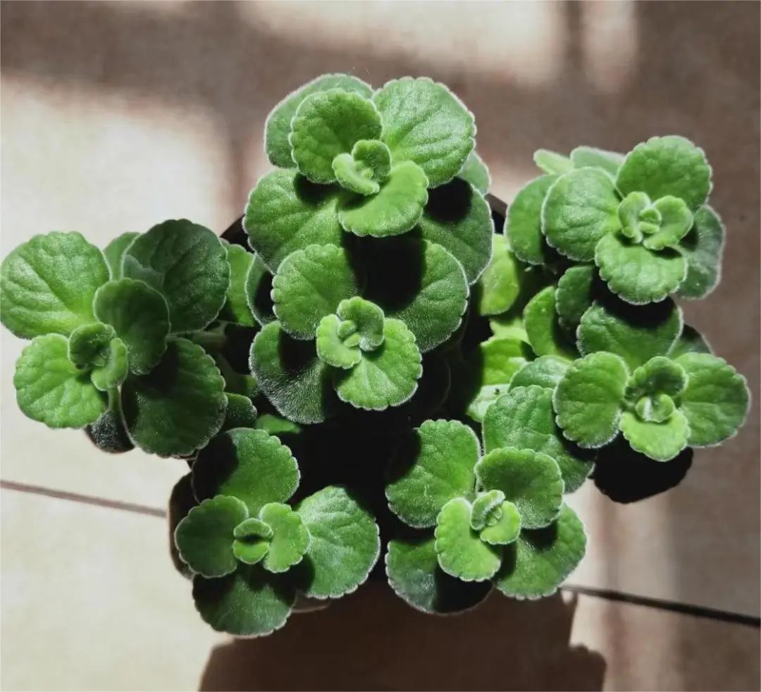 牙疼和肺经不通有关系吗,牙疼导致喉咙不舒服