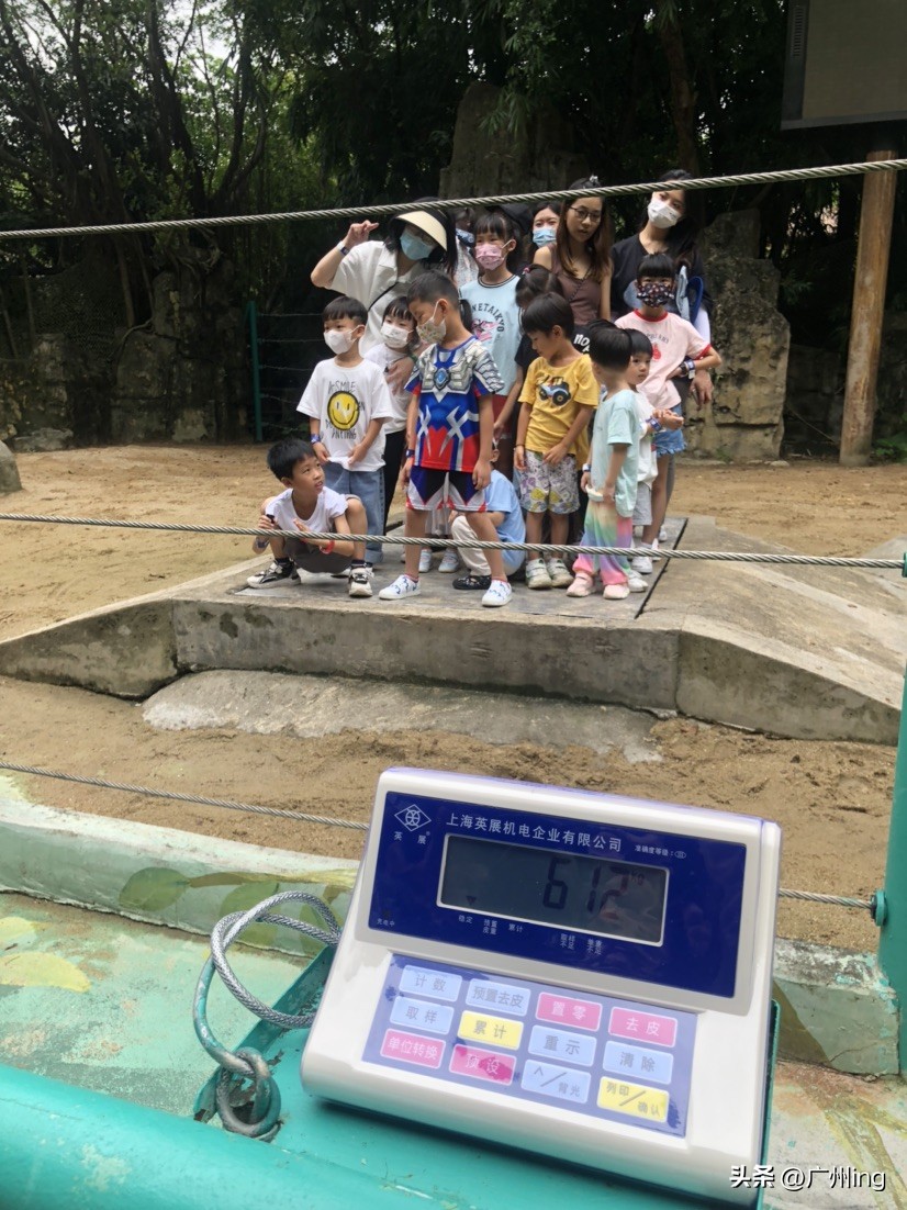 世界大象日了解亚洲象大种群,大象培育巨象