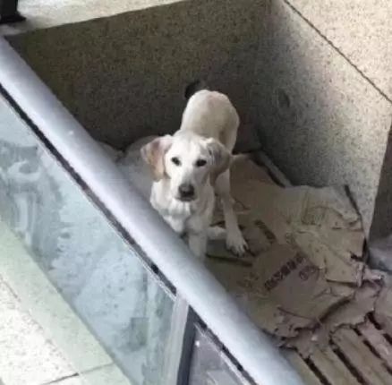 狗狗被弃养在阳台,大冬天只有一张硬纸板保暖,狗主人你的良心呢
