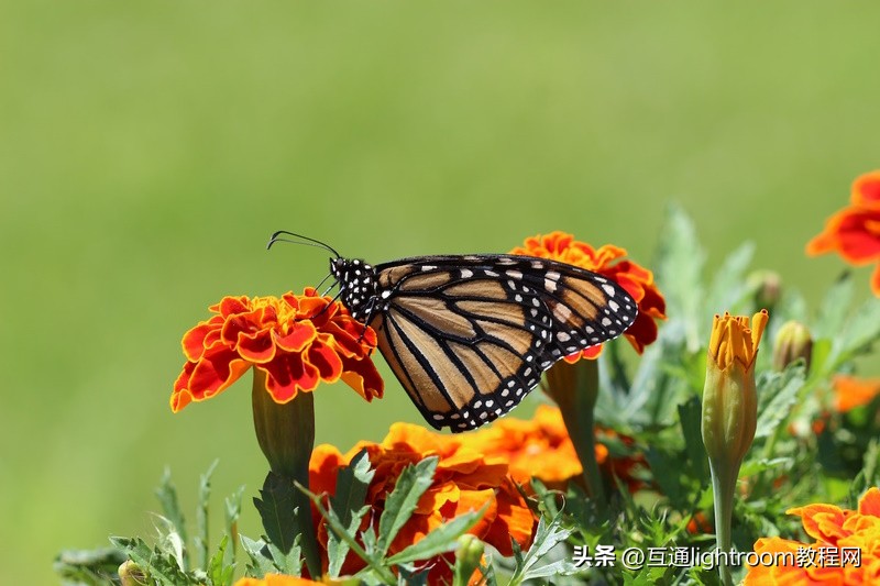 手把手教你如何玩转运动摄影,运动摄影小技巧