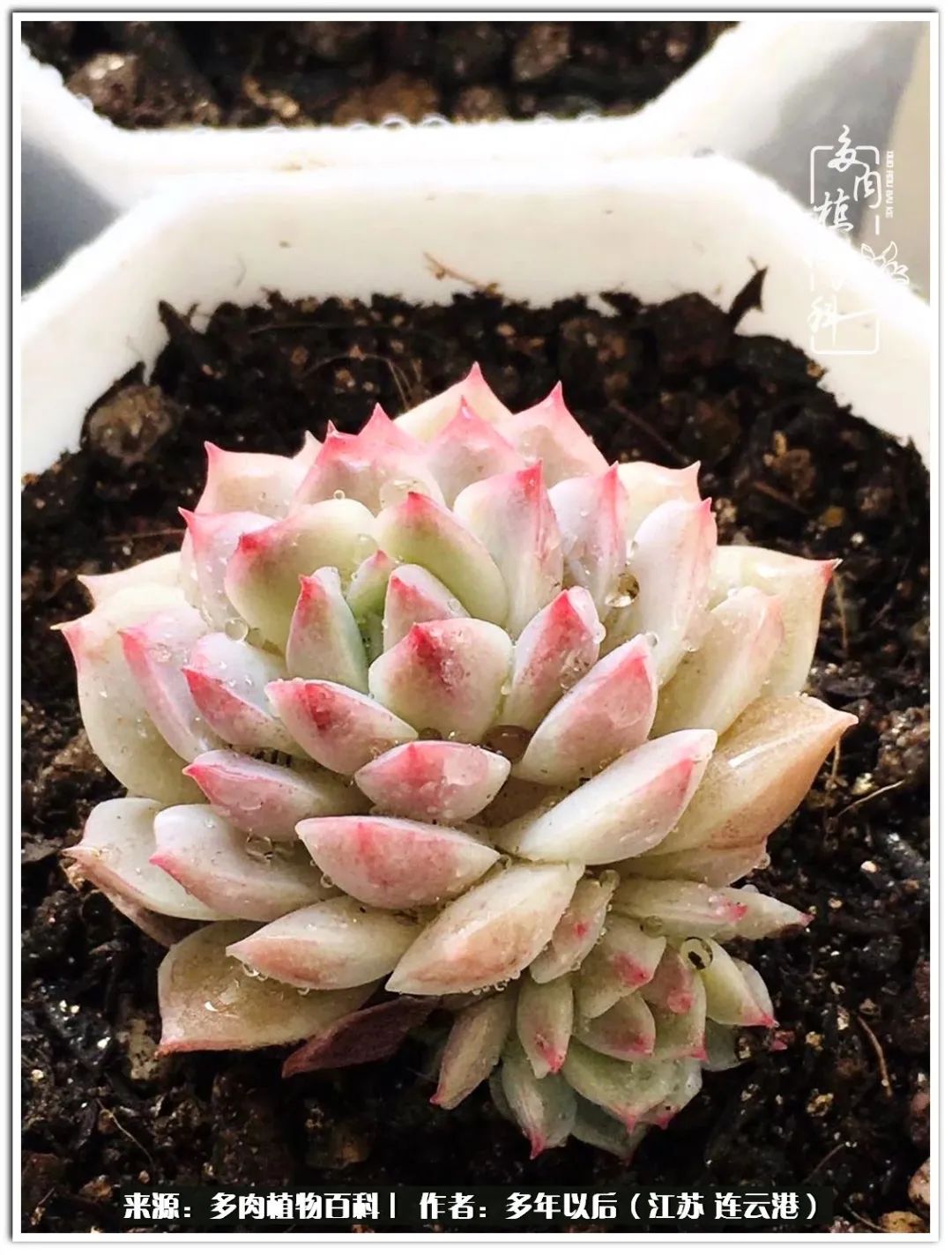 我若不弃，愿你不负我所期