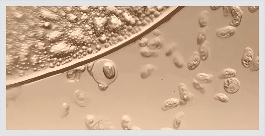 孙叔公的药对身体有伤害吗,孙叔公科普