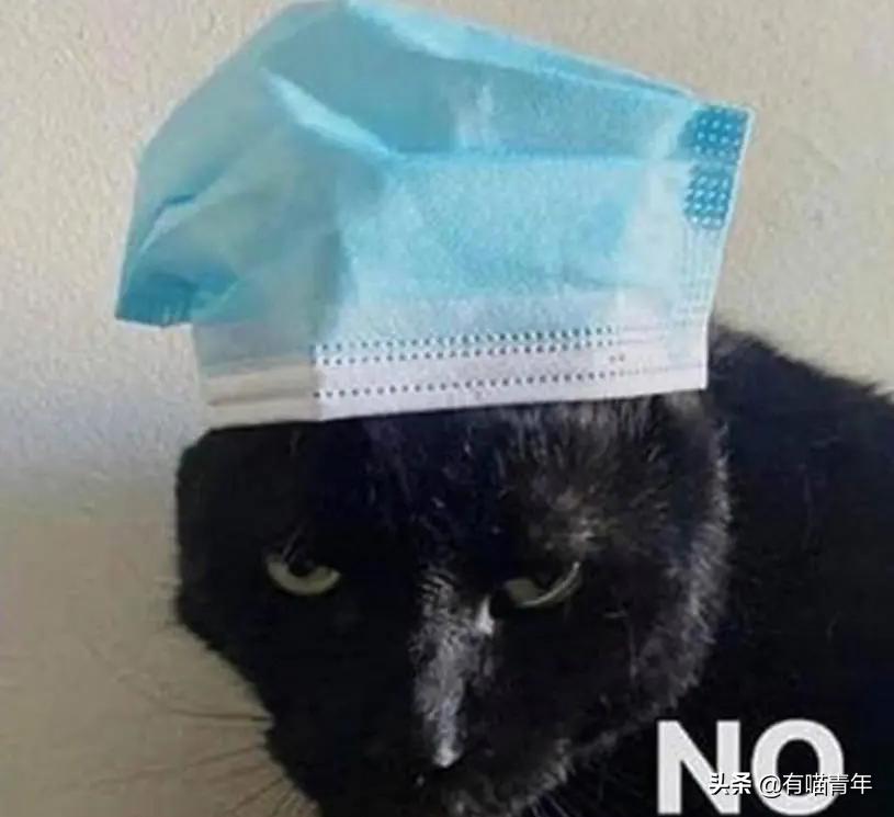 猫做核酸了么,猫核酸检测有必要做吗