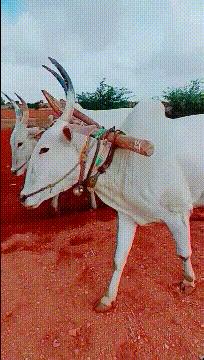 “大妹子赶紧把手放下来吧,不觉得让人看了尴尬嘛!”哈哈哈哈哈