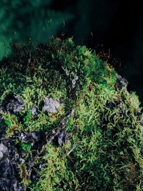 中科院微生物研究所白逢彦,中科院微生物研究所食用菌种