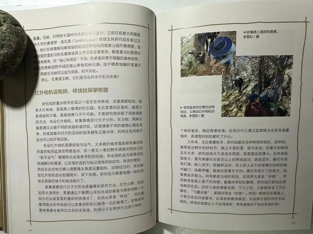 中国有13种猫科动物,中国大猫猞猁图书