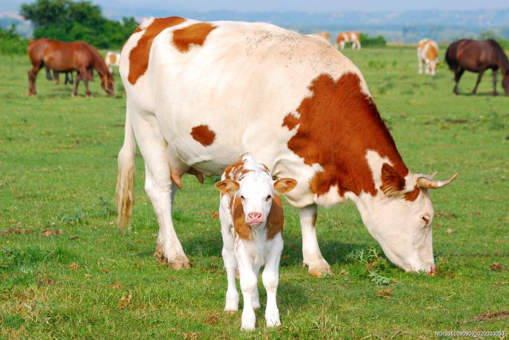 小牛腿软站不起来用什么药?小牛腿软站不起来怎么办?本文教你