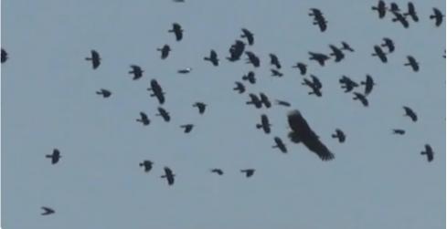 辽宁男子救助秃鹫,沈阳救助秃鹫