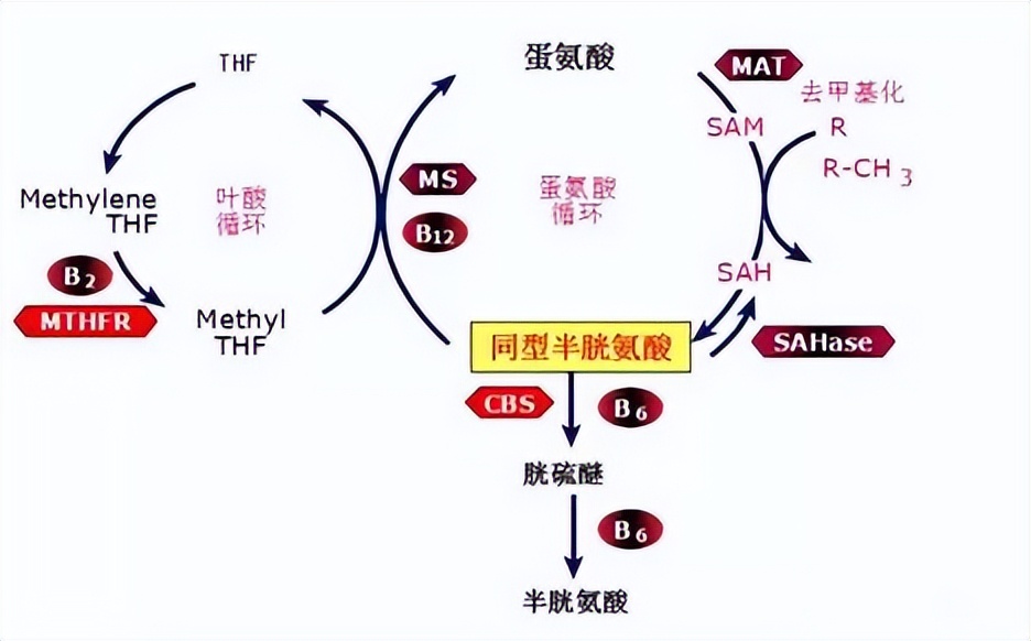 对高血压好的叶酸片有哪些,叶酸片降高血压