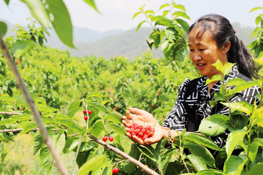 红玛瑙樱桃米易,米易县樱桃红