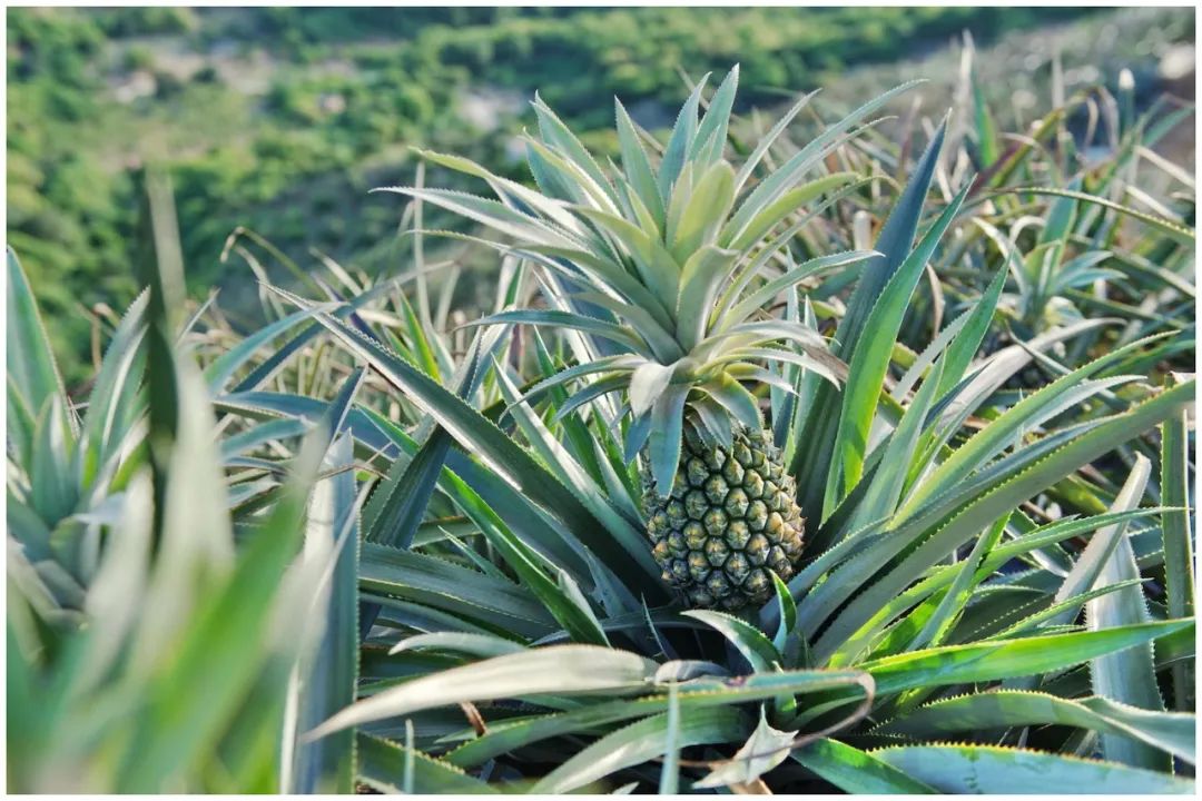 现在为什么菠萝很少凤梨很多,市场上的菠萝和凤梨怎么区分