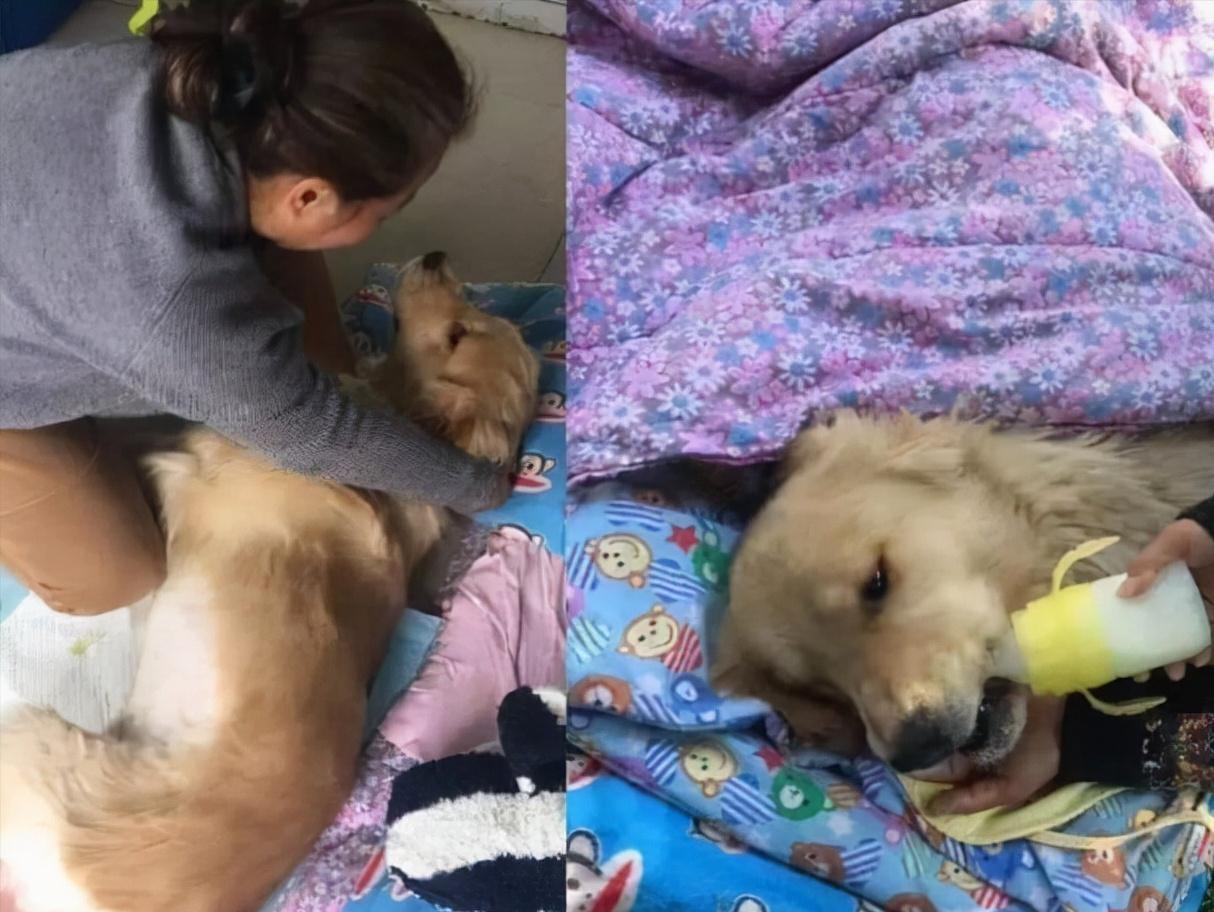 金毛因车祸导致瘫痪,金毛病倒了怎么了