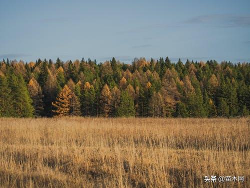 如何博弈经销商,2021年苗木市场行情分析