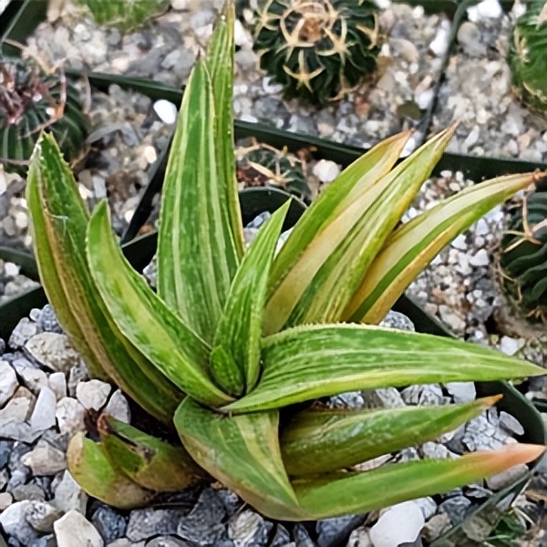 102个大类近500个多肉植物图片，都极其美丽，建议在家中也养一盆