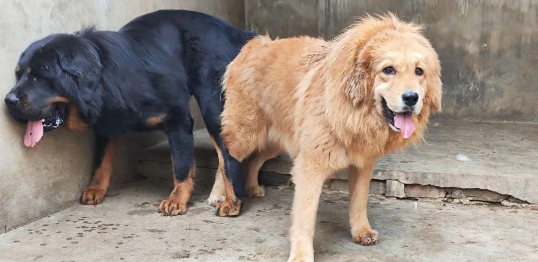西藏纯种藏獒繁殖基地,藏獒养殖技术教学视频播放