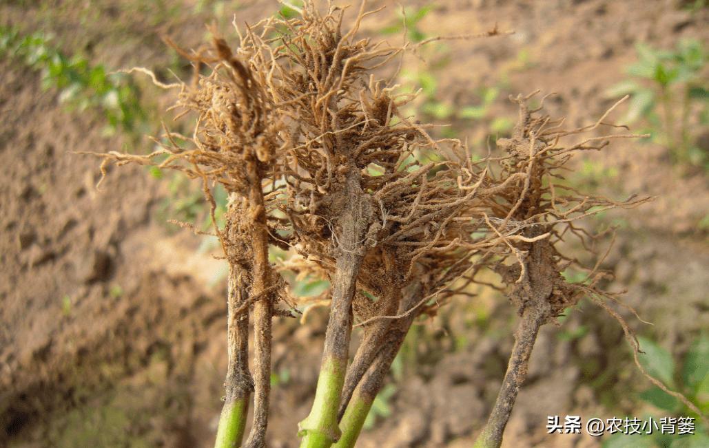 植物根损坏了还能生长吗,植物根伤了怎么治