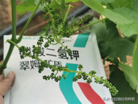叶面肥有什么效果,叶面肥起什么作用