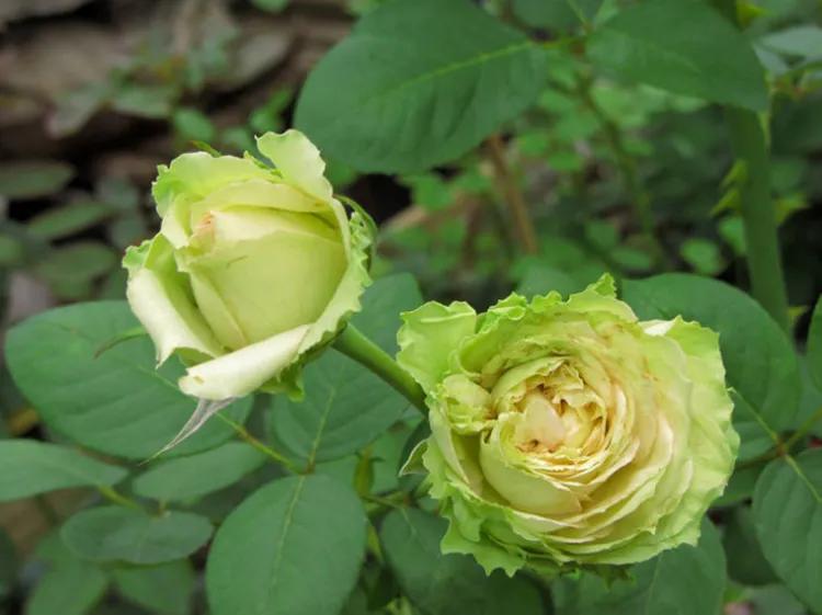 月季美图100张,妩媚动人的月季花图片