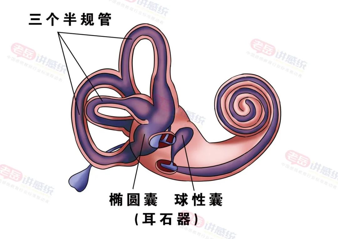 前庭训练不晕车,前庭训练重要
