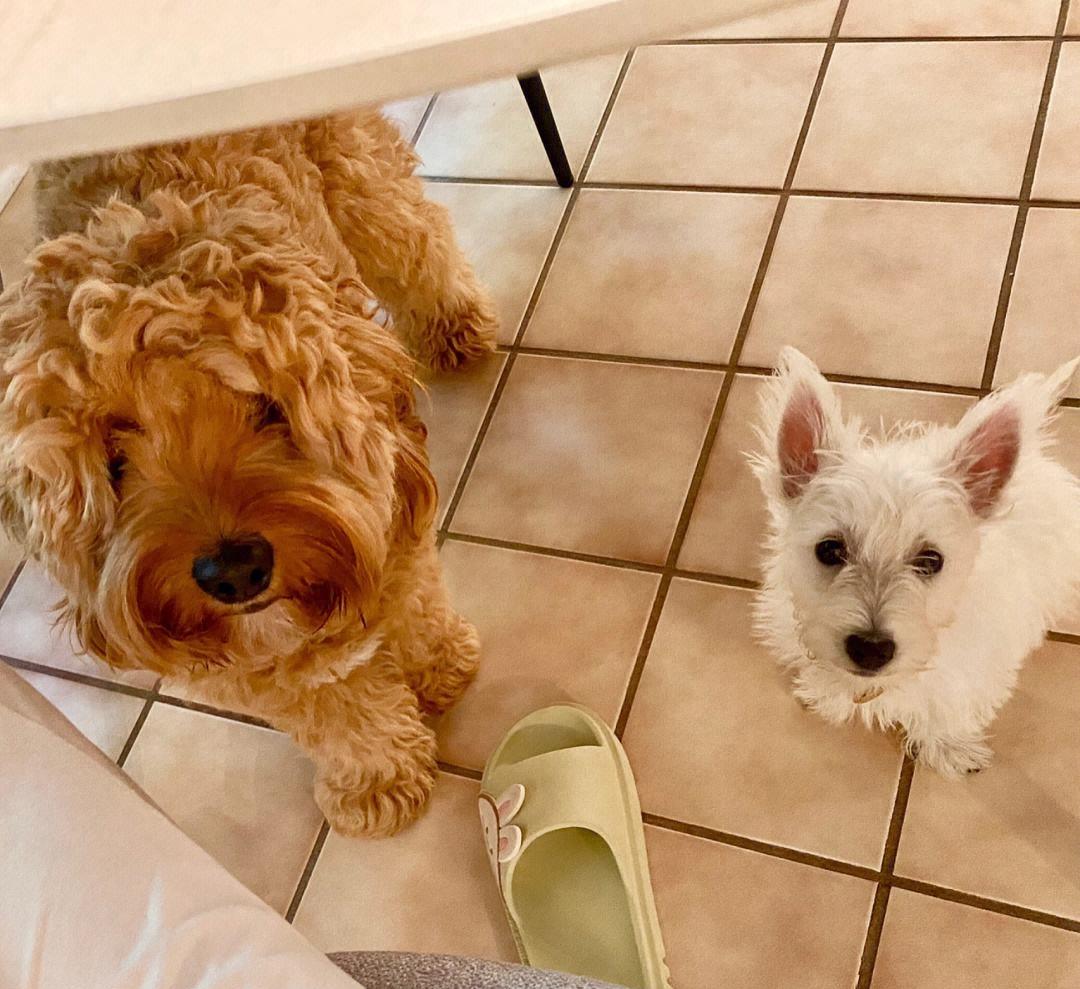 不懂就问，打断狗狗“交配”，会有什么后果？