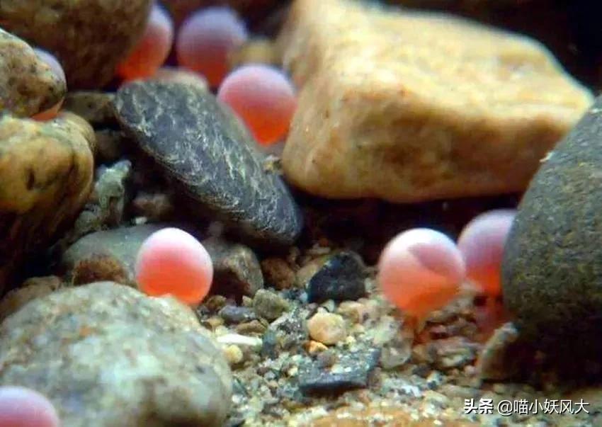 中国拿到多少马哈鱼捕捞权 (珲春放流大马哈鱼)