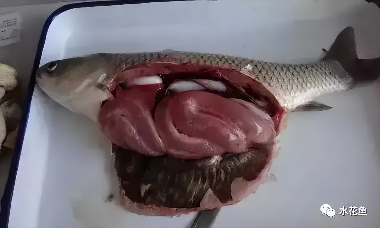 鱼出现败血症怎么治疗,鱼得了败血症怎么治