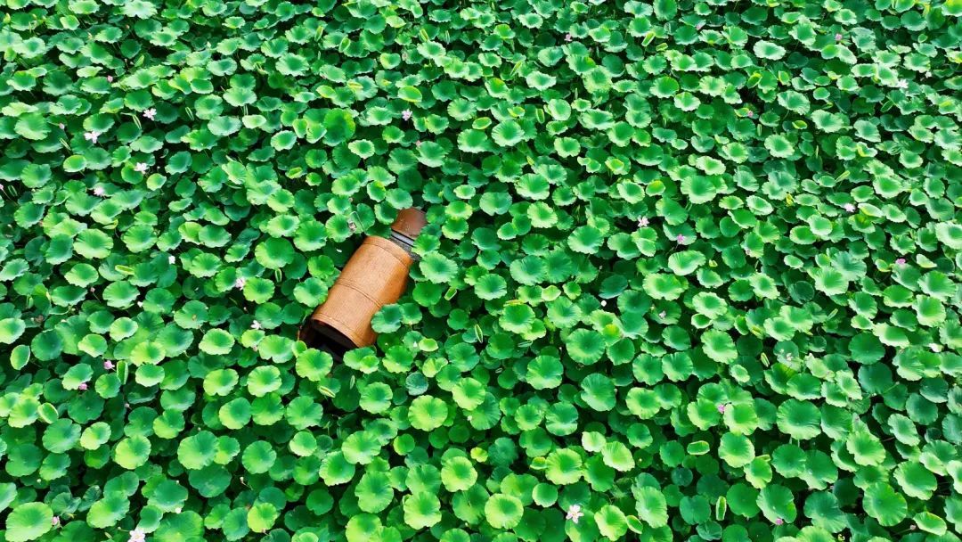 微山湖十万亩荷花竞相绽放,微山湖荷花美